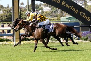 2020 Karaka Cup winner Dance Card (NZ) (Savabeel)